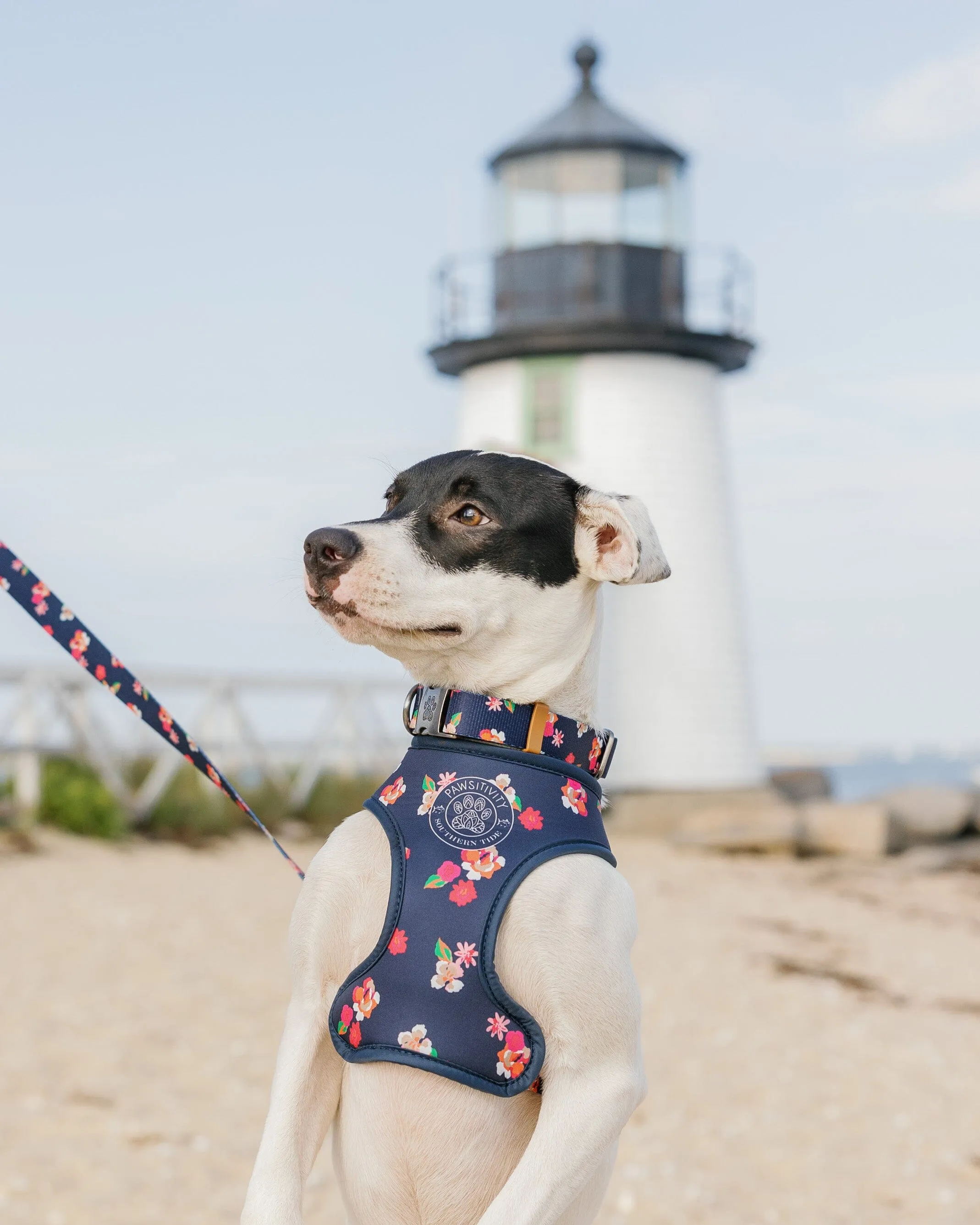 ST x Pawsitivity Garden Splendor Dog Harness